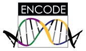 ENCODE at UCSC