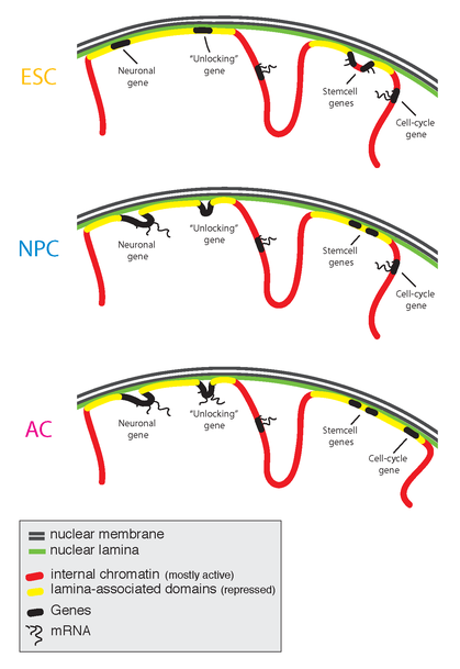 Nuclear Lamina and Chromosomal Organization in
Mouse Cells