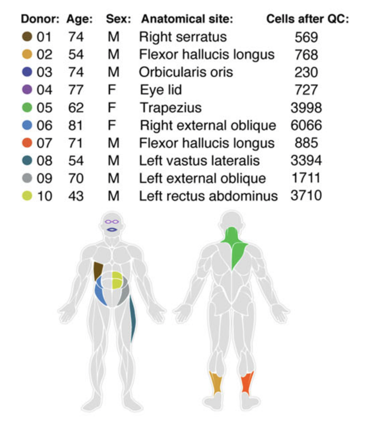 Muscle Sample Donors