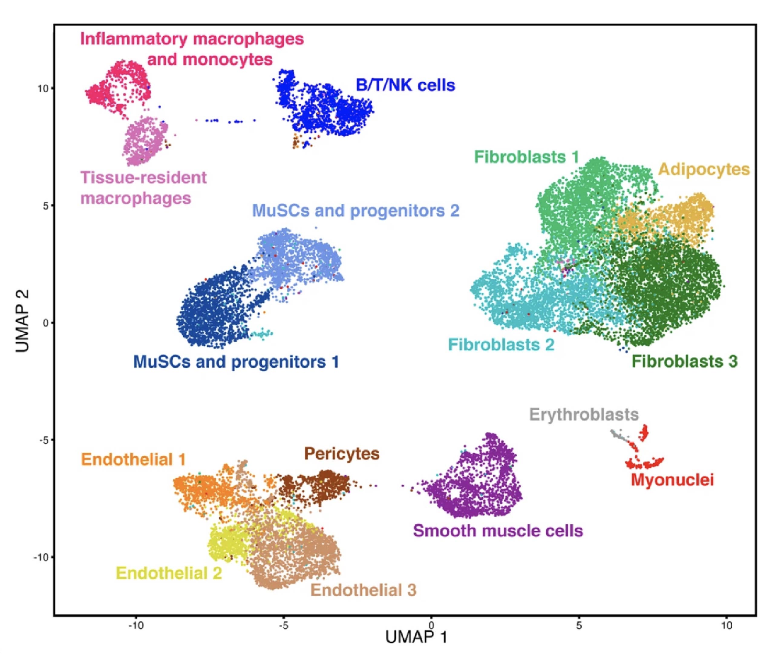 Muscle Tissue Cell
Populations